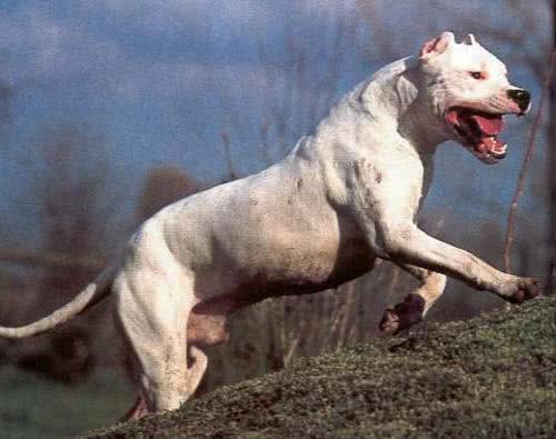 这是能打败美洲狮的狗，号称猎犬之王，分分钟把野猪秒成渣