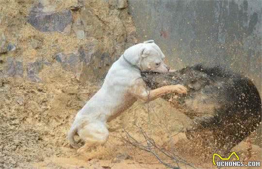 这是能打败美洲狮的狗，号称猎犬之王，分分钟把野猪秒成渣