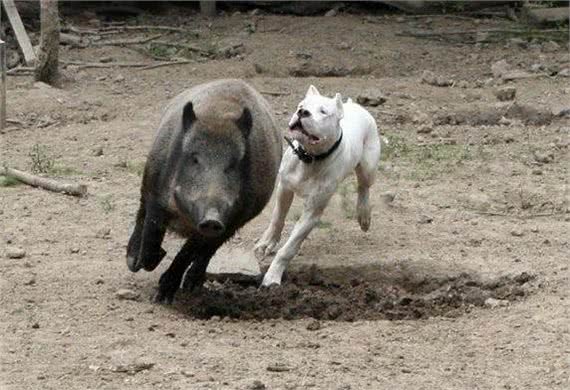 这是能打败美洲狮的狗，号称猎犬之王，分分钟把野猪秒成渣