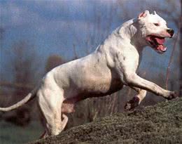 这是能打败美洲狮的狗，号称猎犬之王，分分钟把野猪秒成渣