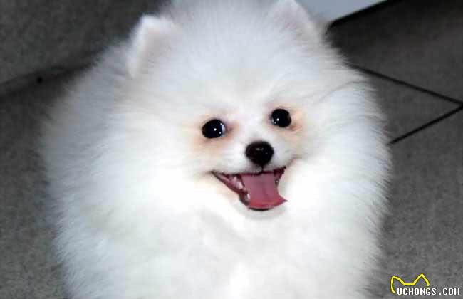在你想饲养博美犬前，你应该了解它的性格有哪些特点?