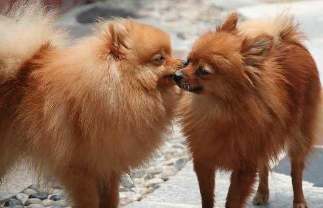 在你想饲养博美犬前，你应该了解它的性格有哪些特点?