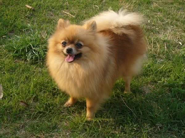 在你想饲养博美犬前，你应该了解它的性格有哪些特点?