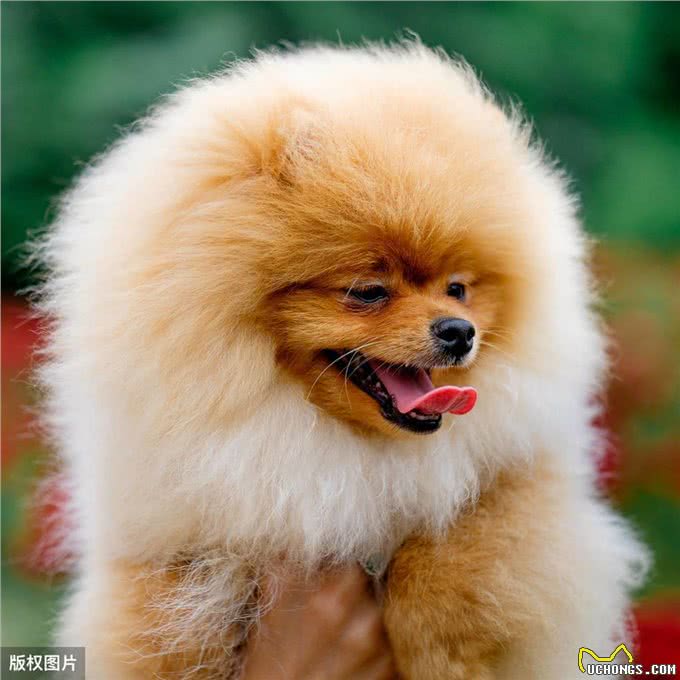 在你想饲养博美犬前，你应该了解它的性格有哪些特点?