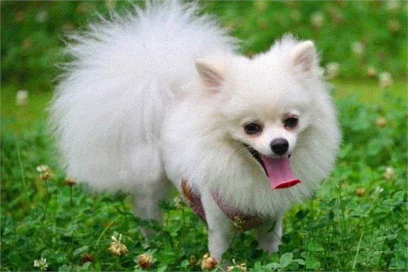 在你想饲养博美犬前，你应该了解它的性格有哪些特点?