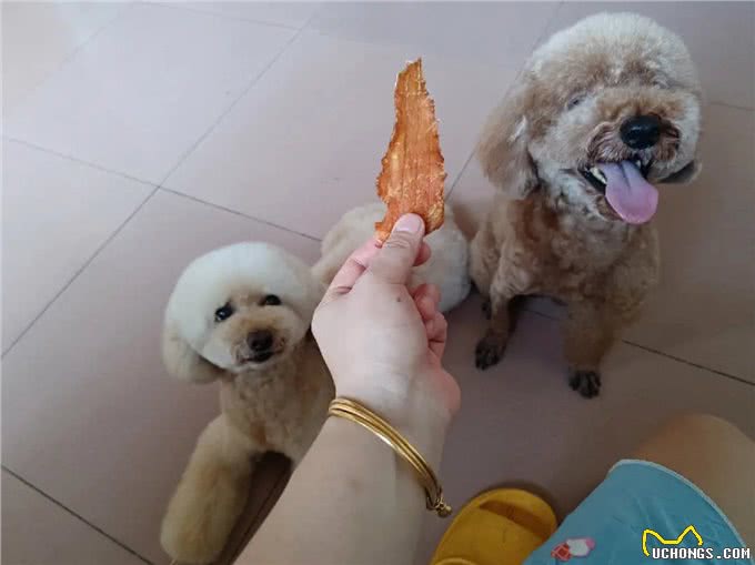 幼犬怎么训练?3大重点，从小教导最简单