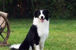 犬类智商排行榜中第一名，你知道是谁吗?