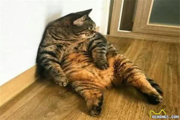 建议穷人养的10种猫，橘猫受欢迎(便宜又好养)