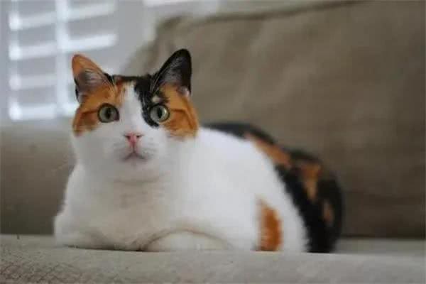建议穷人养的10种猫，橘猫受欢迎(便宜又好养)