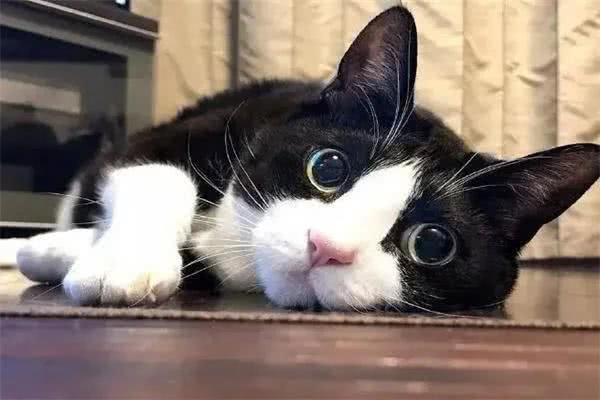 建议穷人养的10种猫，橘猫受欢迎(便宜又好养)