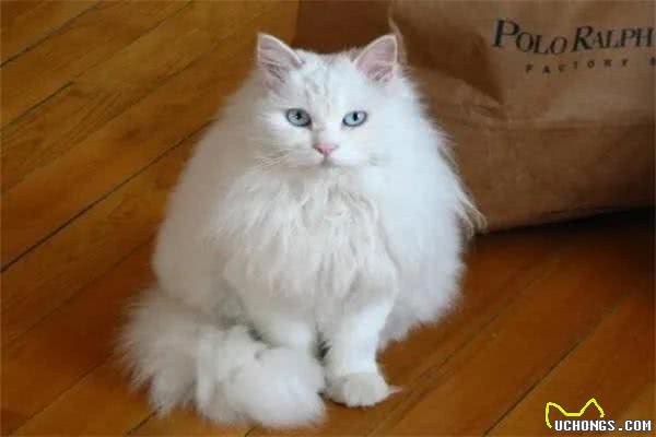 建议穷人养的10种猫，橘猫受欢迎(便宜又好养)