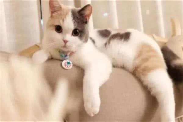 建议穷人养的10种猫，橘猫受欢迎(便宜又好养)