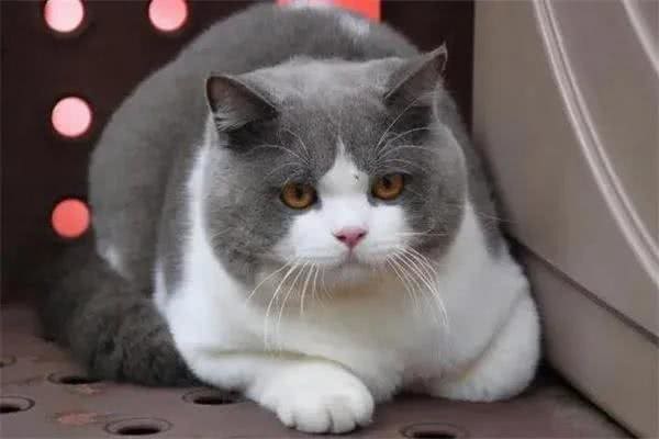 建议穷人养的10种猫，橘猫受欢迎(便宜又好养)