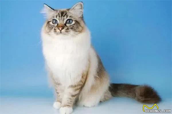 建议穷人养的10种猫，橘猫受欢迎(便宜又好养)