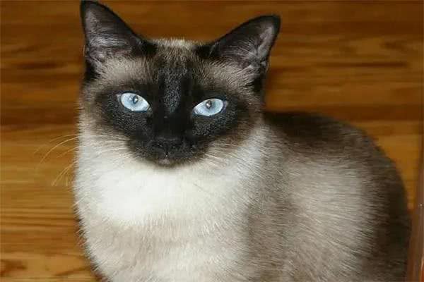 建议穷人养的10种猫，橘猫受欢迎(便宜又好养)