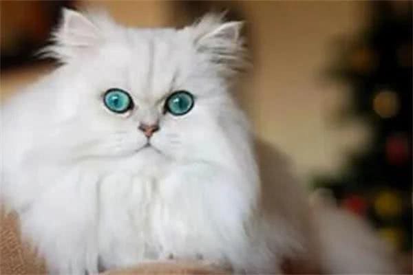 建议穷人养的10种猫，橘猫受欢迎(便宜又好养)