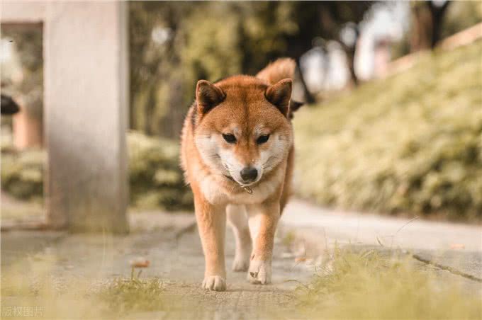 狼是怎么变成狗狗的?狗狗的进化史，它的前世今生