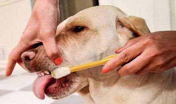 狗狗按时刷牙要重视!宠物犬不刷牙有哪些危害?第一种最普遍!