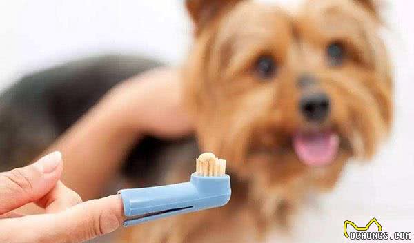 狗狗按时刷牙要重视!宠物犬不刷牙有哪些危害?第一种最普遍!