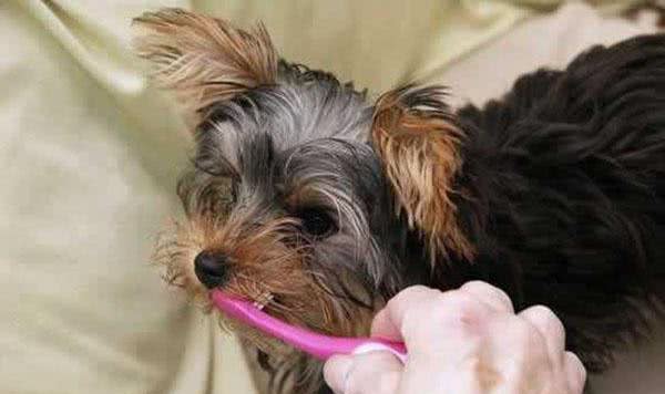 狗狗按时刷牙要重视!宠物犬不刷牙有哪些危害?第一种最普遍!