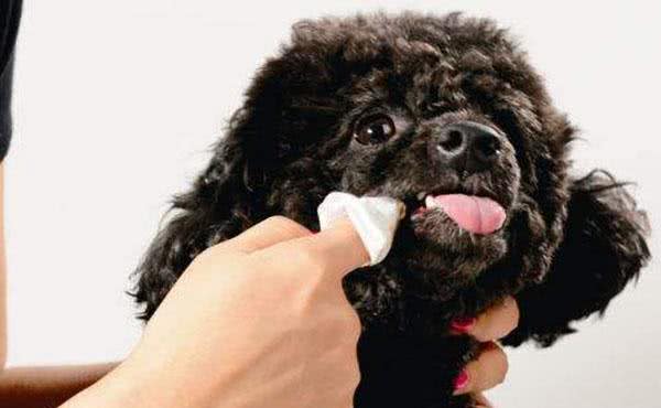狗狗按时刷牙要重视!宠物犬不刷牙有哪些危害?第一种最普遍!