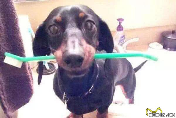 狗狗按时刷牙要重视!宠物犬不刷牙有哪些危害?第一种最普遍!