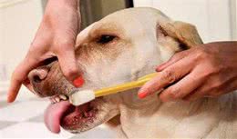 狗狗按时刷牙要重视!宠物犬不刷牙有哪些危害?第一种最普遍!