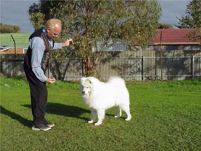 教你把狗狗训练成为参赛犬