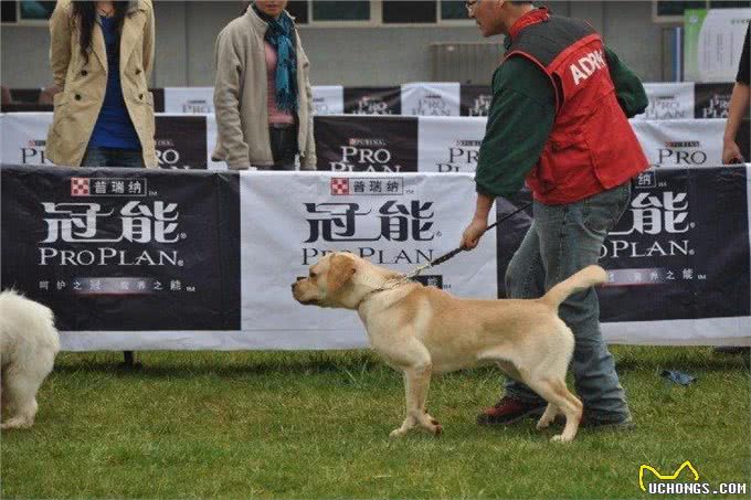 教你把狗狗训练成为参赛犬