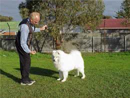 教你把狗狗训练成为参赛犬