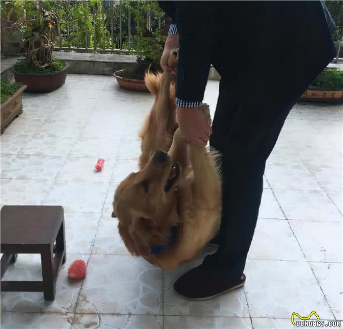 这些错误的抱狗方式，你还在用?难怪狗狗讨厌你