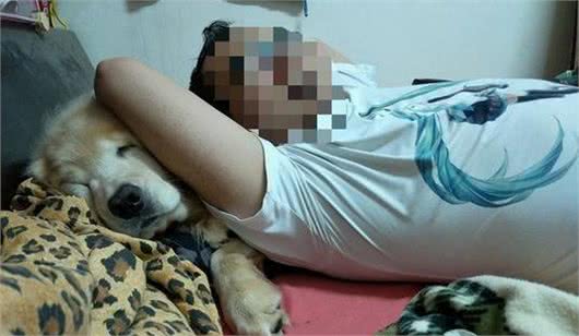 黄金猎犬最爱爸爸!每天给爸爸当枕头才睡得香,直到觉得热才离开