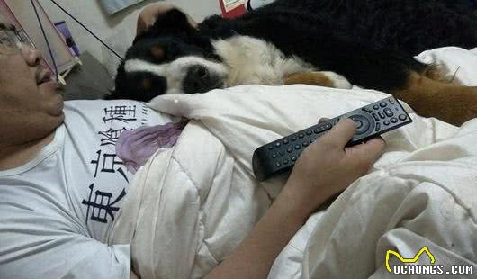 黄金猎犬最爱爸爸!每天给爸爸当枕头才睡得香,直到觉得热才离开