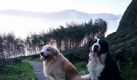 黄金猎犬最爱爸爸!每天给爸爸当枕头才睡得香,直到觉得热才离开