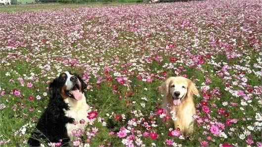 黄金猎犬最爱爸爸!每天给爸爸当枕头才睡得香,直到觉得热才离开