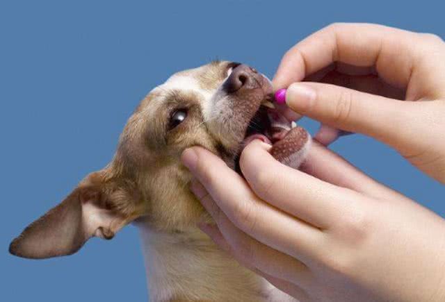 吃犬用驱虫药抗癌!超5000人服用，狗药真对癌症有效吗?