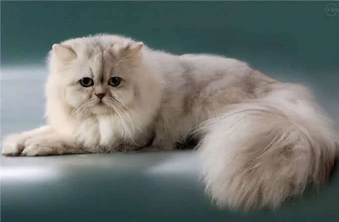 饲养波斯猫技巧多,记住这7个方面,小白都能养好