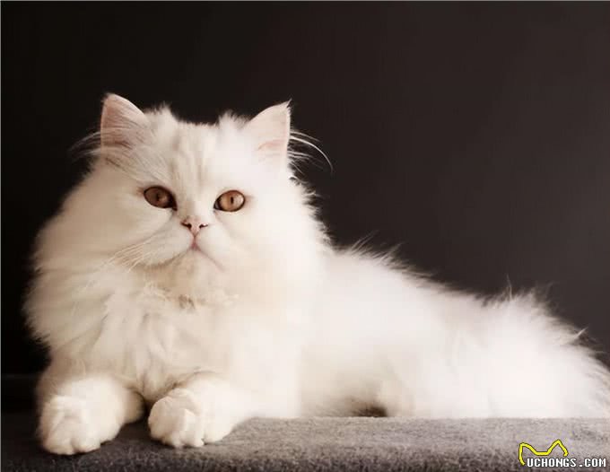 饲养波斯猫技巧多,记住这7个方面,小白都能养好