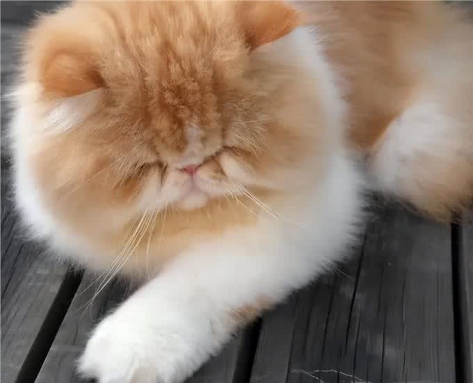 饲养波斯猫技巧多,记住这7个方面,小白都能养好