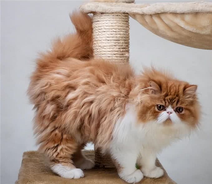 饲养波斯猫技巧多,记住这7个方面,小白都能养好