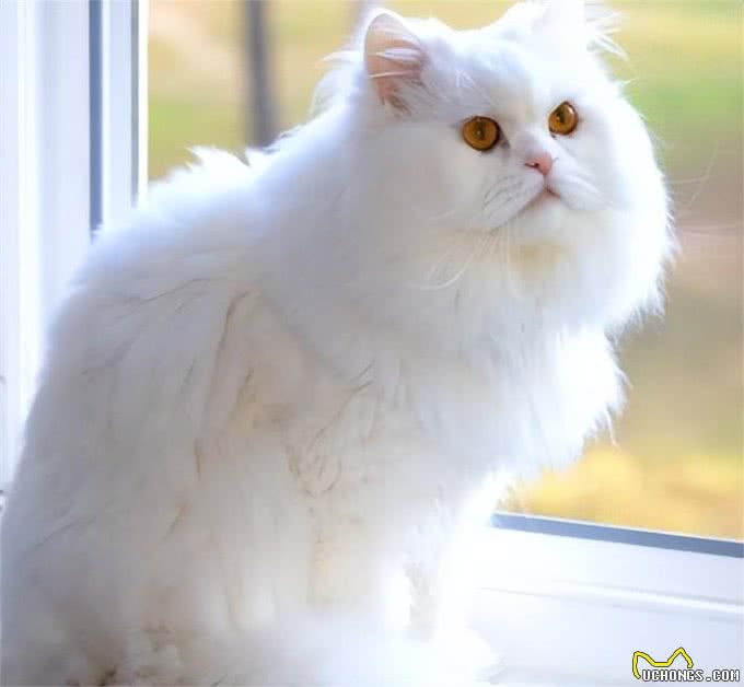 饲养波斯猫技巧多,记住这7个方面,小白都能养好