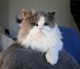 饲养波斯猫技巧多，记住这7个方面，小白都能养好