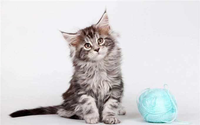 世界上最神秘的猫:波斯猫和暹罗猫杂交而成的猫科动物