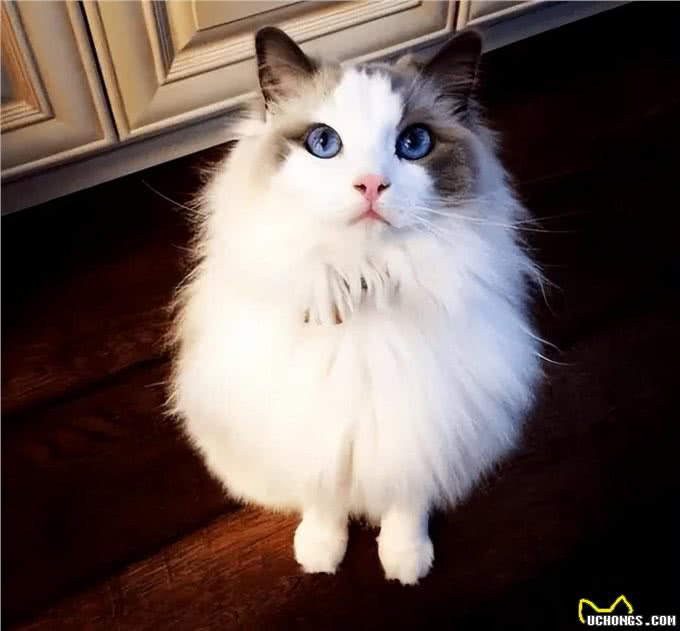 世界上最神秘的猫:波斯猫和暹罗猫杂交而成的猫科动物