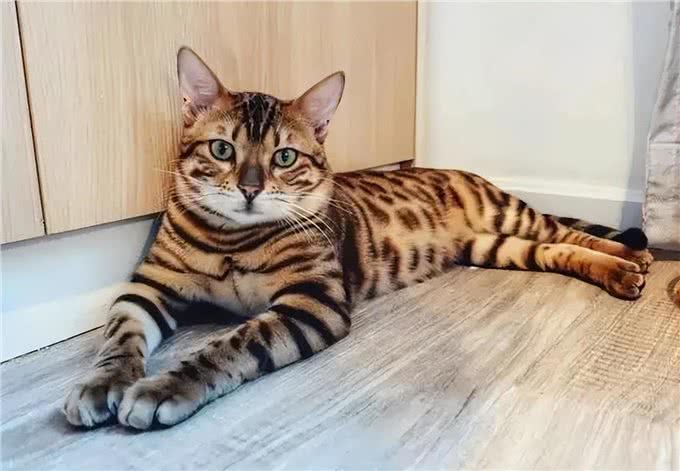 世界上最神秘的猫:波斯猫和暹罗猫杂交而成的猫科动物