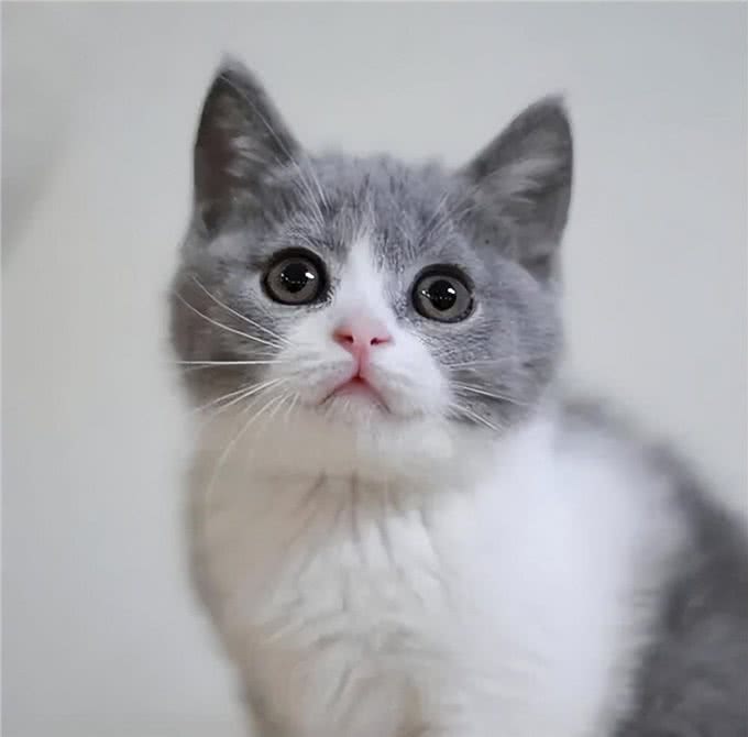 世界上最神秘的猫:波斯猫和暹罗猫杂交而成的猫科动物