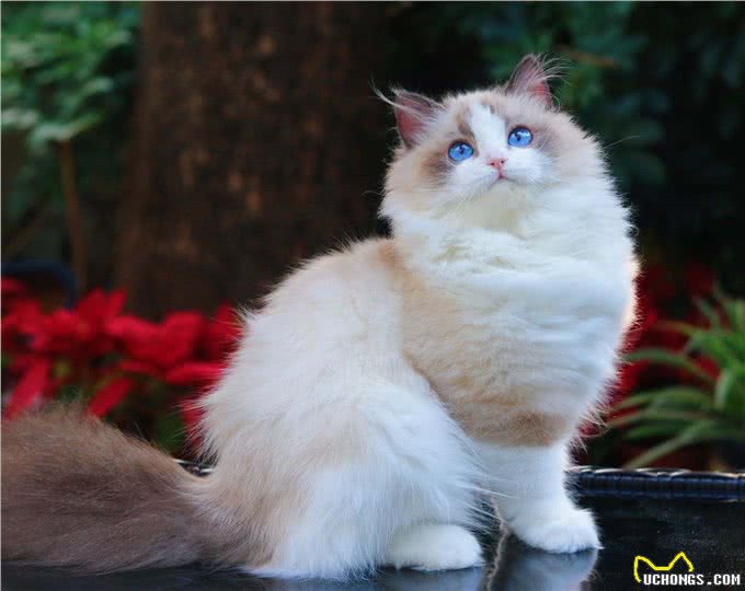 世界上最神秘的猫:波斯猫和暹罗猫杂交而成的猫科动物