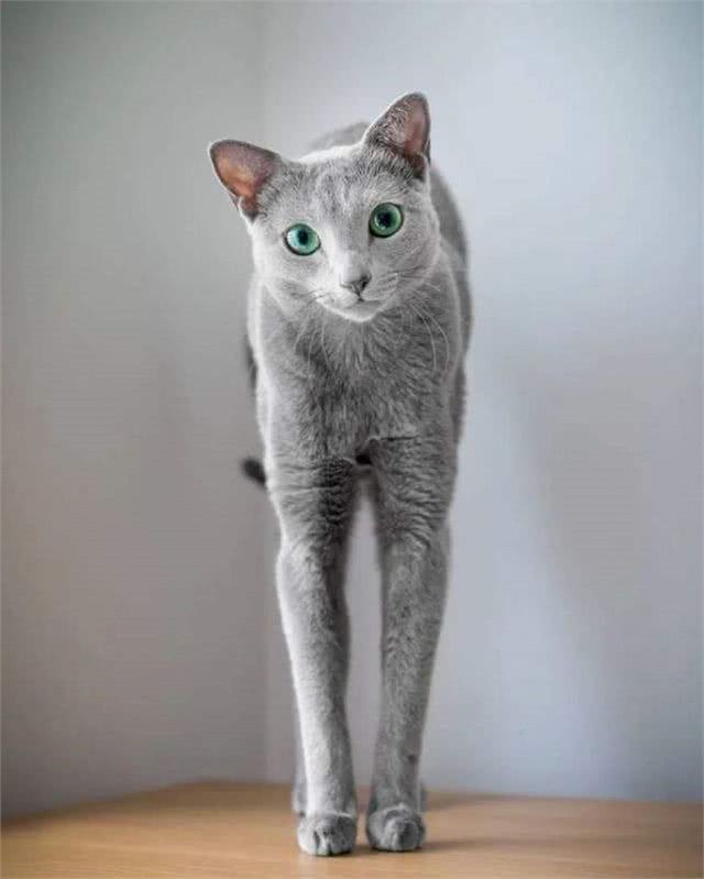 世界上最神秘的猫:波斯猫和暹罗猫杂交而成的猫科动物