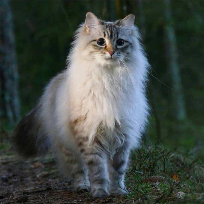 世界上最神秘的猫:波斯猫和暹罗猫杂交而成的猫科动物