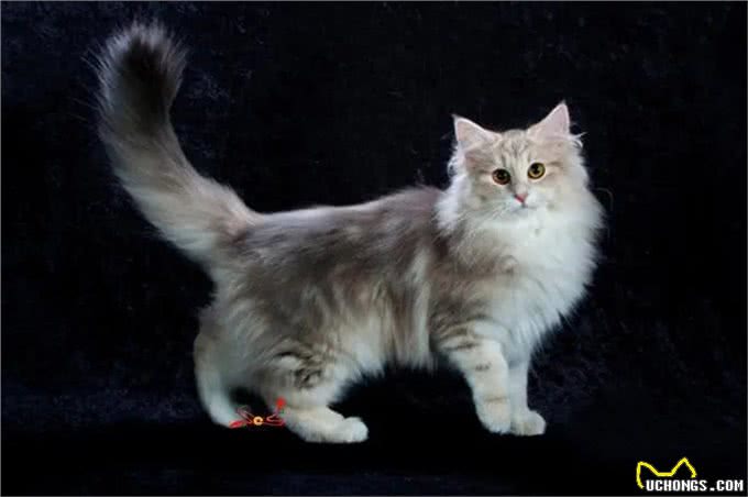 世界上最神秘的猫:波斯猫和暹罗猫杂交而成的猫科动物